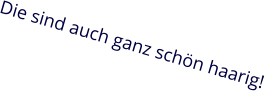 Die sind auch ganz schön haarig!